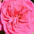 Rose - Rosiers à grandes fleurs - floribunda - Sidney Peabody